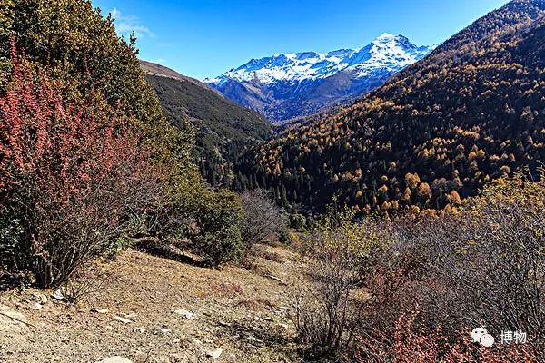 兔狲遇到大橘猫,橘猫面对野生兔狲