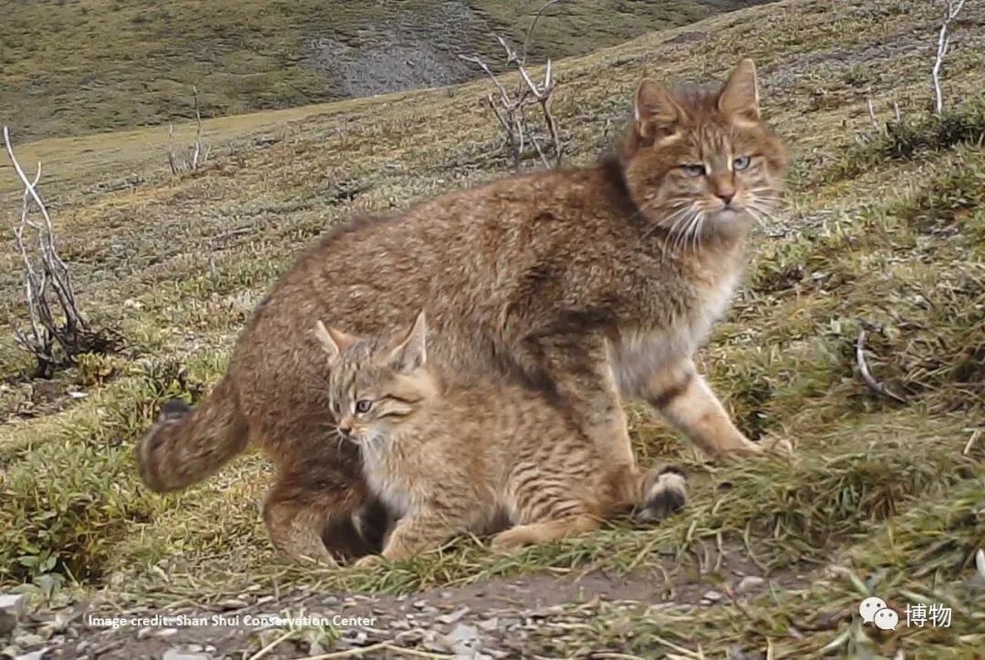 兔狲遇到大橘猫,橘猫面对野生兔狲