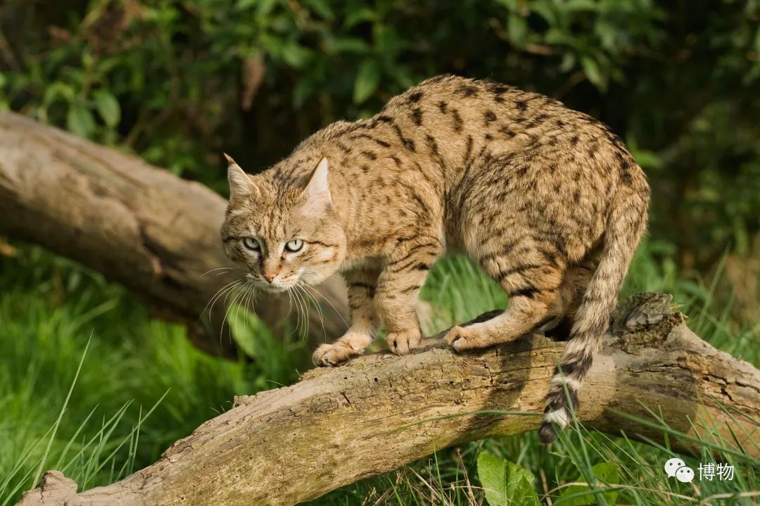 兔狲遇到大橘猫,橘猫面对野生兔狲