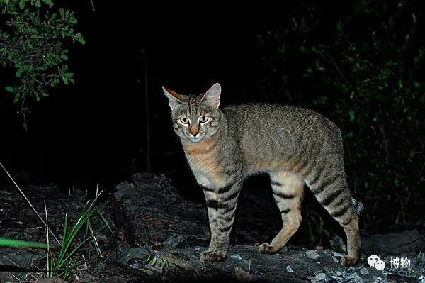 兔狲遇到大橘猫,橘猫面对野生兔狲
