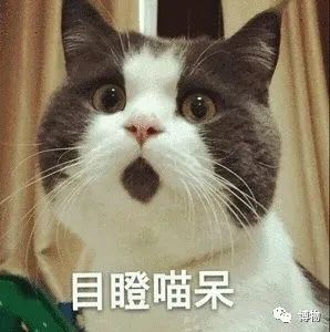 兔狲遇到大橘猫,橘猫面对野生兔狲
