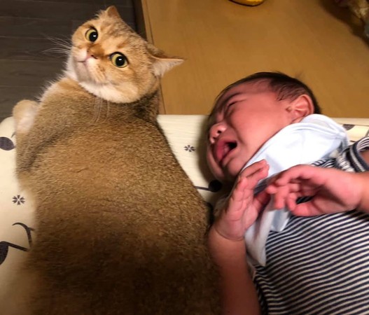 弟弟哭了哥哥哄睡觉暖心,弟弟半夜哭哥哥安慰