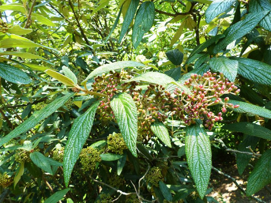 园林科普,园林树木科普