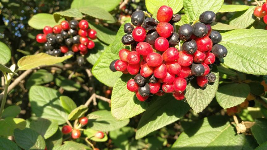 园林科普,园林树木科普