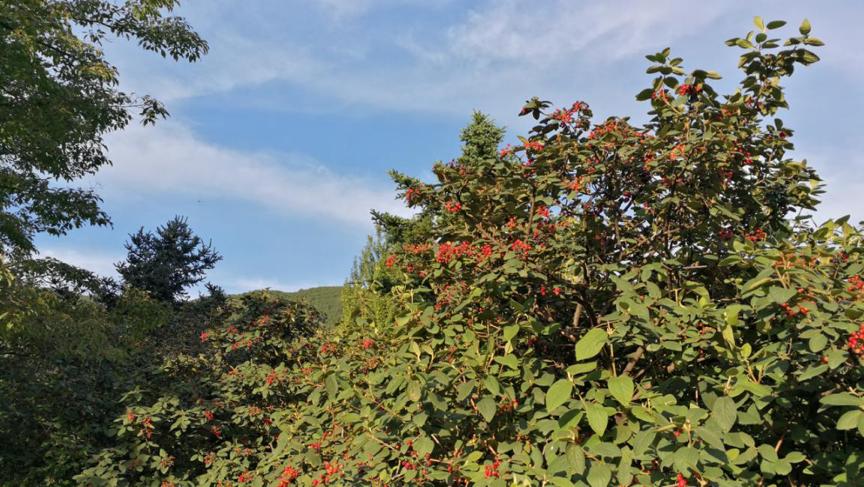 园林科普,园林树木科普