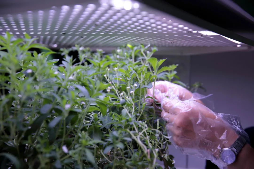 龙华富士康园区简介,富士康深圳园区最新情况