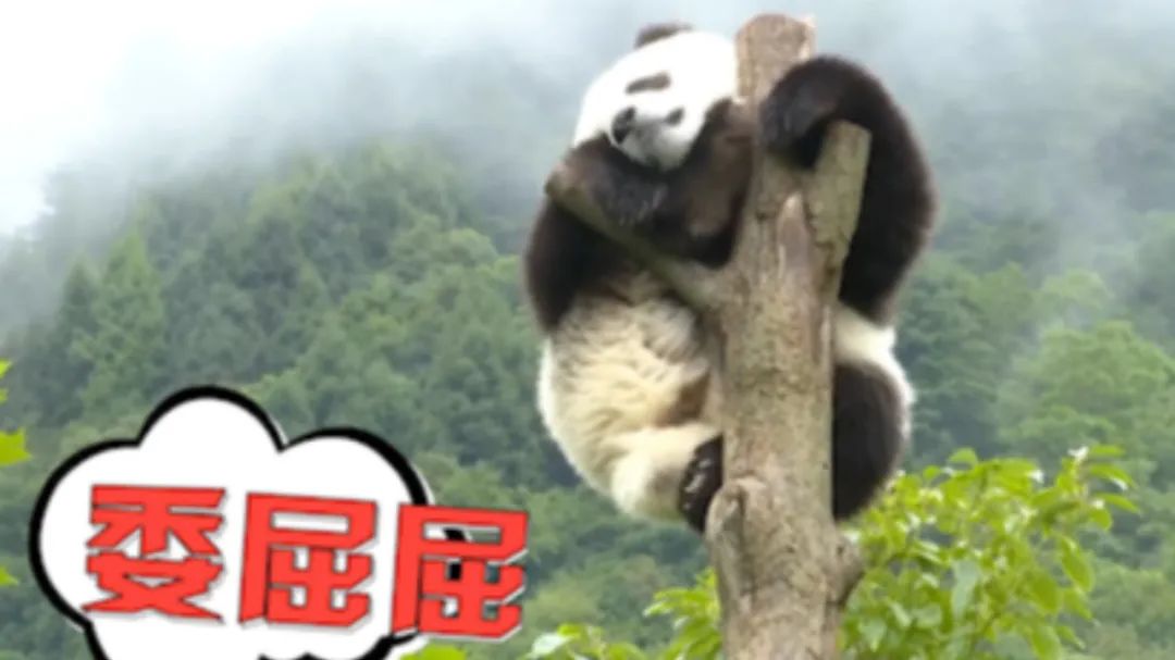 韩国艺人摸熊猫,韩国大熊猫被抓着拍视频