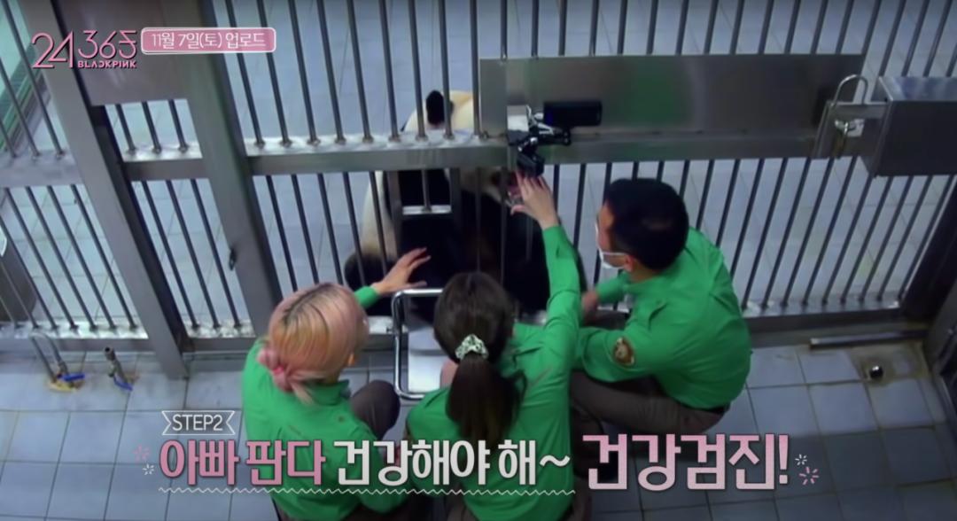 韩国艺人摸熊猫,韩国大熊猫被抓着拍视频