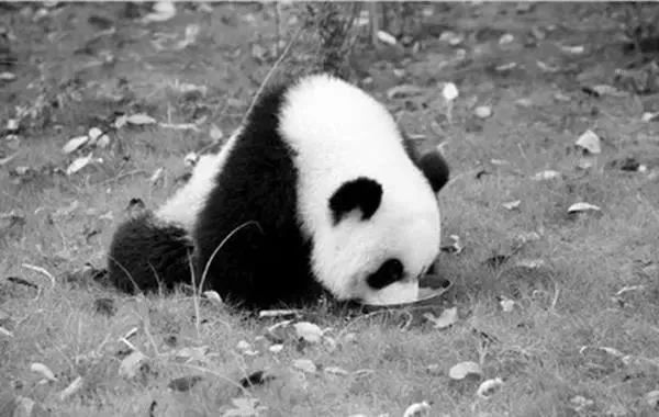 韩国艺人摸熊猫,韩国大熊猫被抓着拍视频