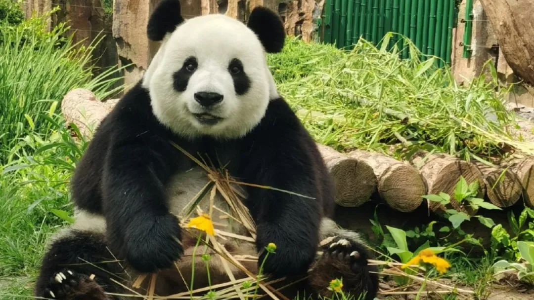 韩国艺人摸熊猫,韩国大熊猫被抓着拍视频