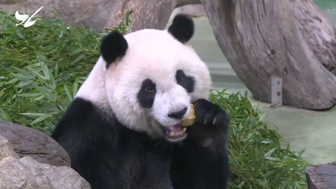 韩国艺人摸熊猫,韩国大熊猫被抓着拍视频