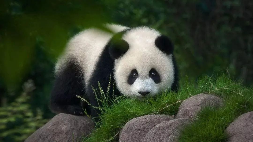 韩国艺人摸熊猫,韩国大熊猫被抓着拍视频