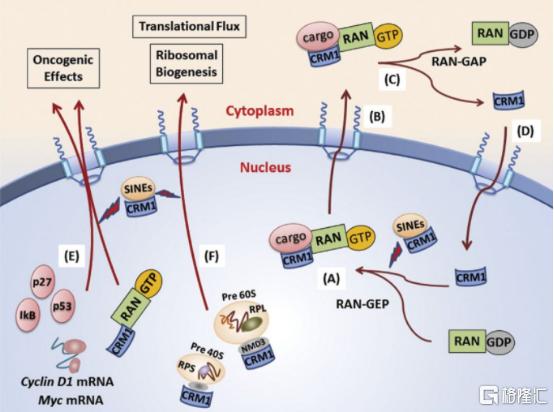 超20家明星机构看好，手握12款抗肿瘤药物的德琪医药-B（6996.HK）今日开始招股