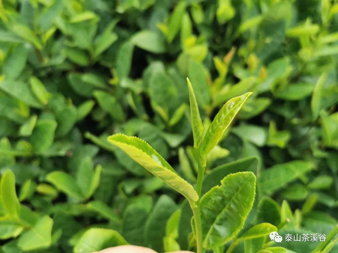 美如桃源！藏在*安泰**里的“神仙美宿”，带你睡进诗画里……