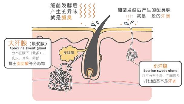 夏天女生该不该把腋毛剃掉,女生的腋毛可以剃吗