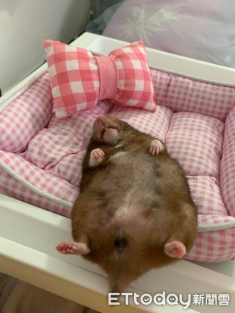 昨晚喝太多！鼠宝睡成黑糖Q麻糬　「扶起又软掉」坚持赖床