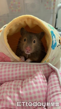 昨晚喝太多！鼠宝睡成黑糖Q麻糬　「扶起又软掉」坚持赖床