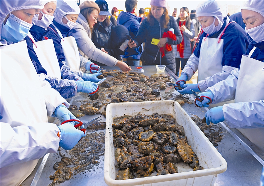 大连野海参一斤多少钱,今年大连海参行情最新