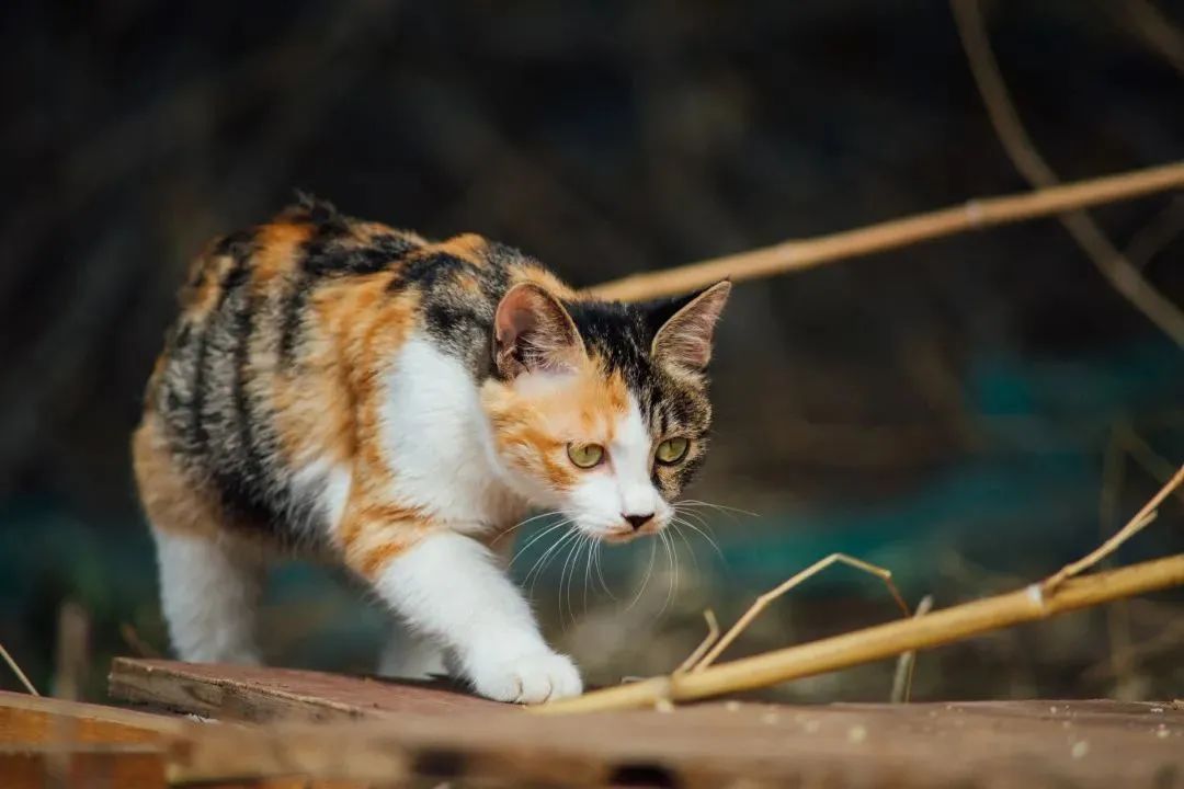 “天猫”来了？天大的猫猫们有自己的表情包啦！点击*载下**