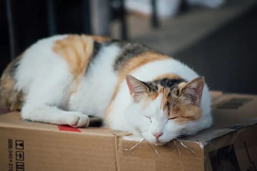 “天猫”来了？天大的猫猫们有自己的表情包啦！点击*载下**