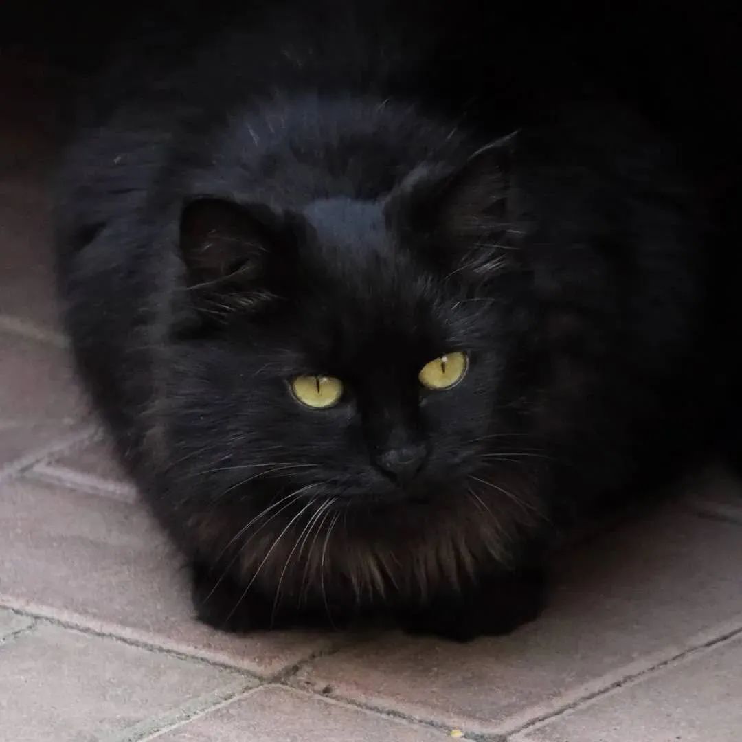 “天猫”来了？天大的猫猫们有自己的表情包啦！点击*载下**