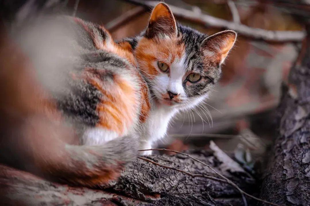 “天猫”来了？天大的猫猫们有自己的表情包啦！点击*载下**