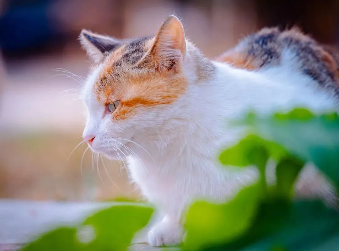 “天猫”来了？天大的猫猫们有自己的表情包啦！点击*载下**