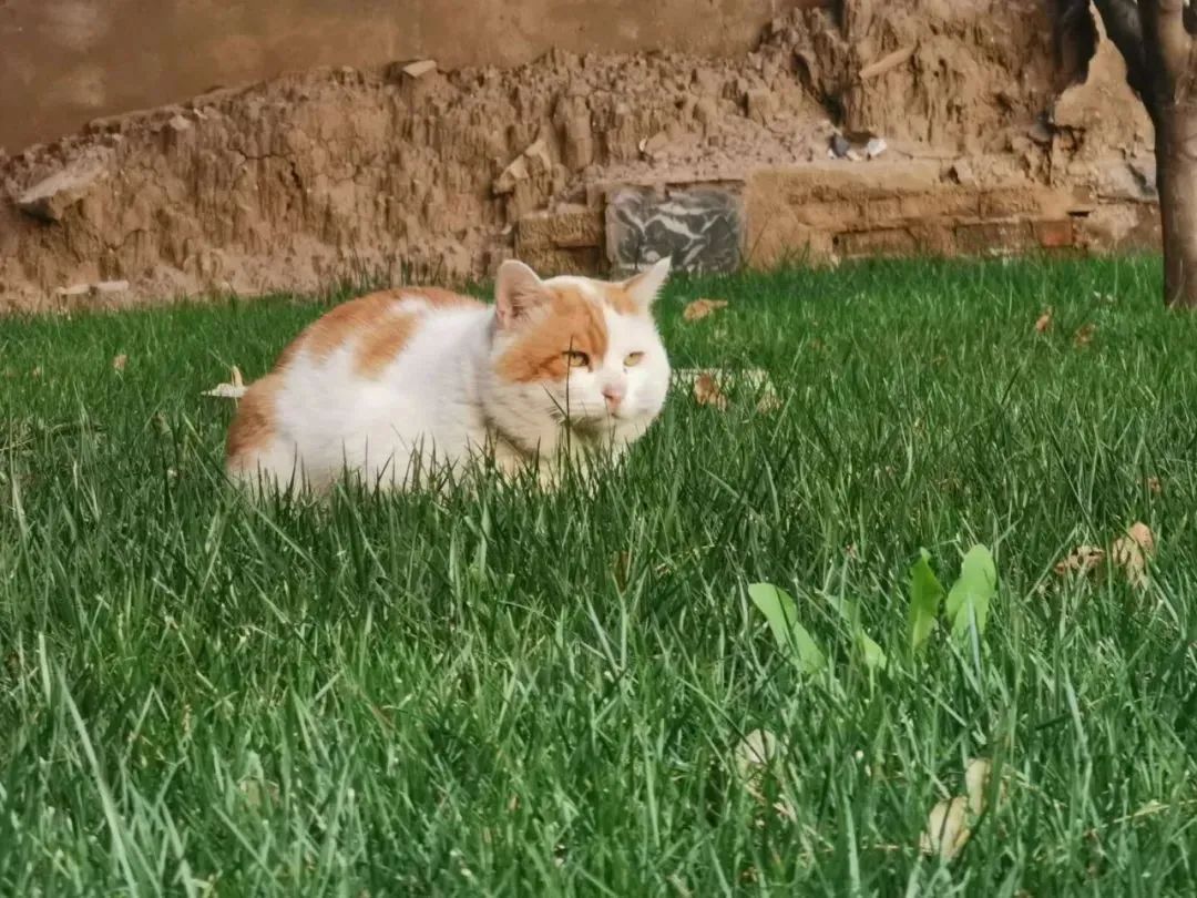 “天猫”来了？天大的猫猫们有自己的表情包啦！点击*载下**