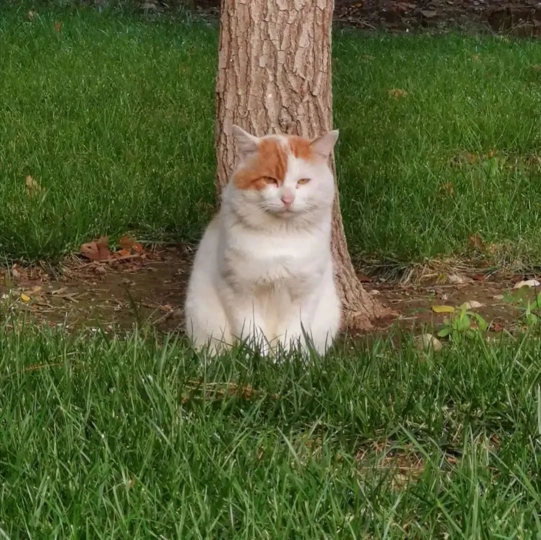 “天猫”来了？天大的猫猫们有自己的表情包啦！点击*载下**