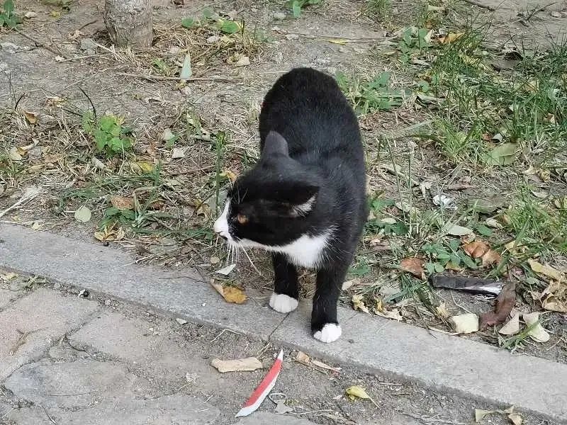 “天猫”来了？天大的猫猫们有自己的表情包啦！点击*载下**