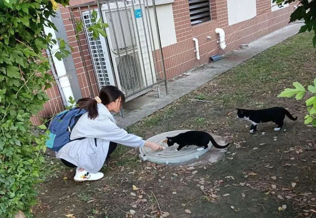 “天猫”来了？天大的猫猫们有自己的表情包啦！点击*载下**