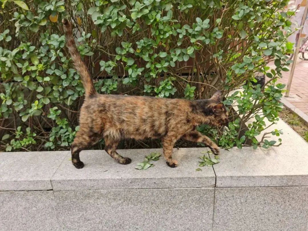 “天猫”来了？天大的猫猫们有自己的表情包啦！点击*载下**