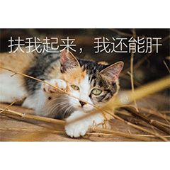 “天猫”来了？天大的猫猫们有自己的表情包啦！点击*载下**