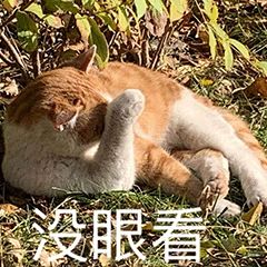 “天猫”来了？天大的猫猫们有自己的表情包啦！点击*载下**