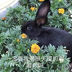 “天猫”来了？天大的猫猫们有自己的表情包啦！点击*载下**