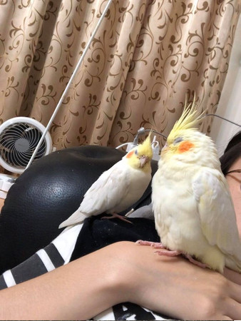 玄凤鹦鹉饿了三天仍然怕人,玄凤鹦鹉饿了三天了