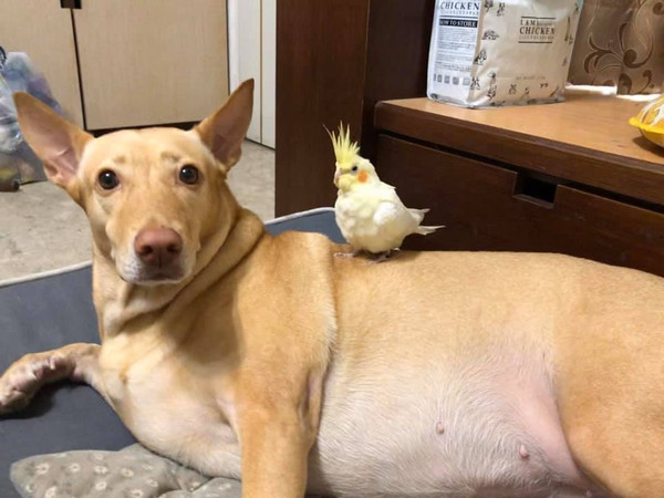 玄凤鹦鹉饿了三天仍然怕人,玄凤鹦鹉饿了三天了