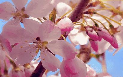 最受日本女生欢迎的素颜霜,美白素颜霜遮瑕懒人伪素颜