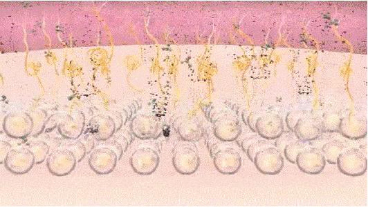 最受日本女生欢迎的素颜霜,美白素颜霜遮瑕懒人伪素颜