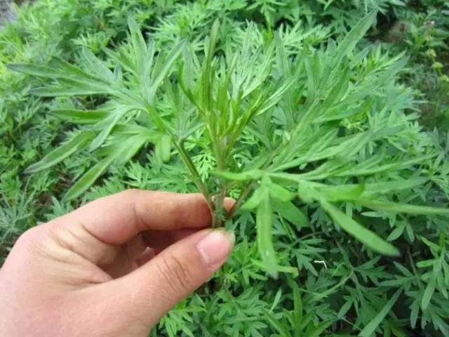 再也不用穿秋裤了!10秒让腿部恒温37度,袪湿又保暖,简直是老寒腿、关节炎的“救星”