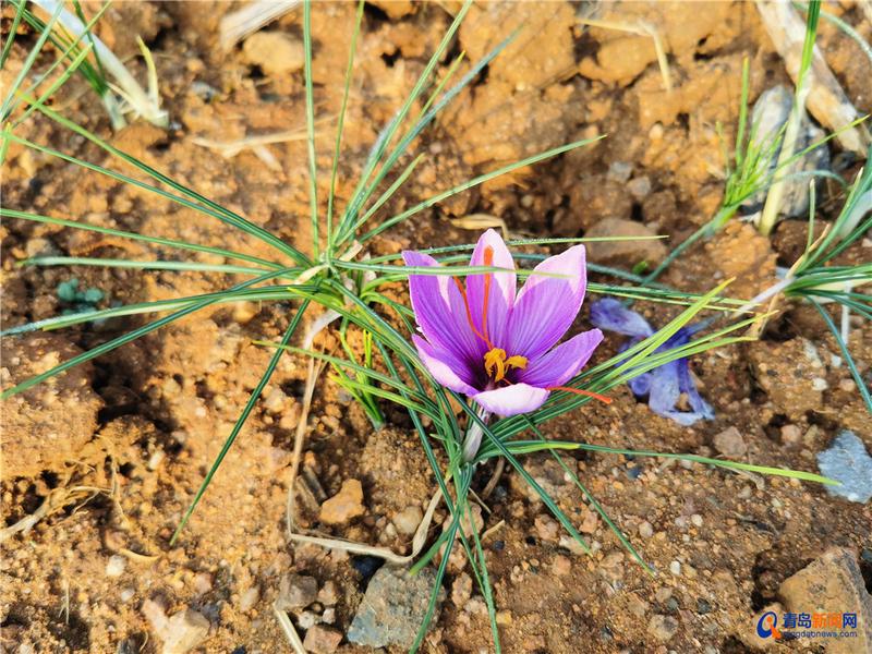 崂山北宅:地里种出了“软黄金”,每斤上万元,种植规模将达200亩