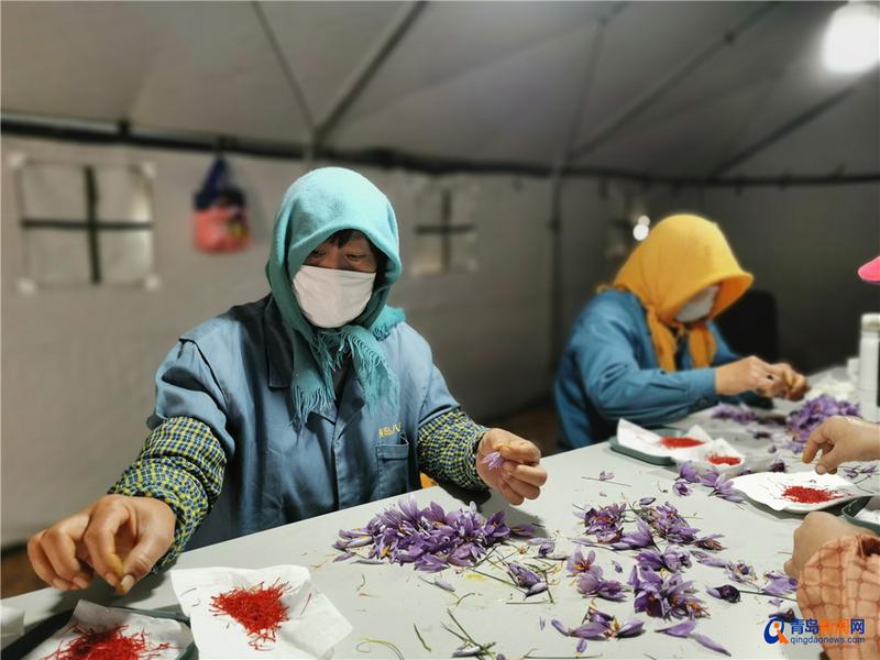 崂山北宅:地里种出了“软黄金”,每斤上万元,种植规模将达200亩