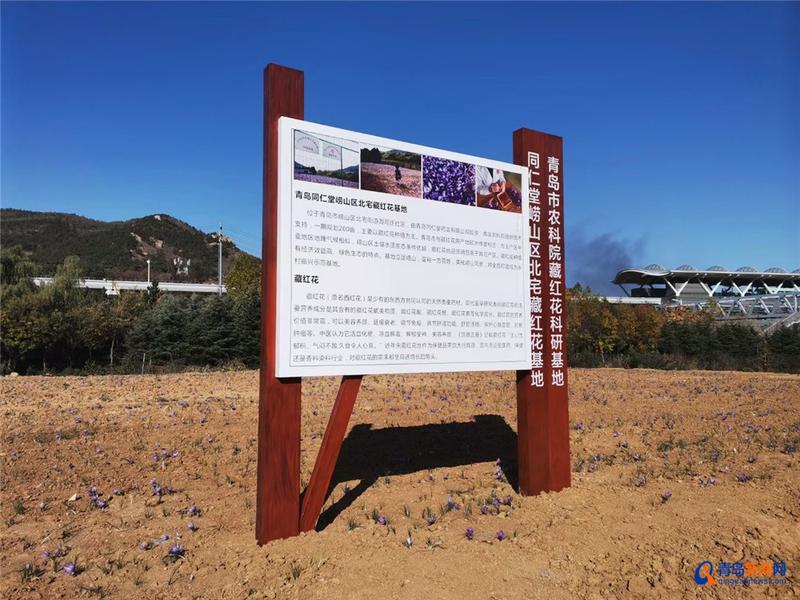 崂山北宅:地里种出了“软黄金”,每斤上万元,种植规模将达200亩