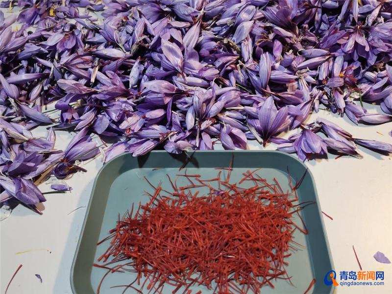 崂山北宅:地里种出了“软黄金”,每斤上万元,种植规模将达200亩