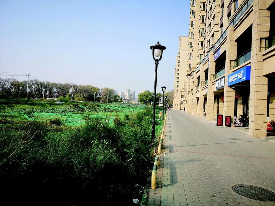 草坪准备种树引起了市民的质疑,绿草坪围挡造假