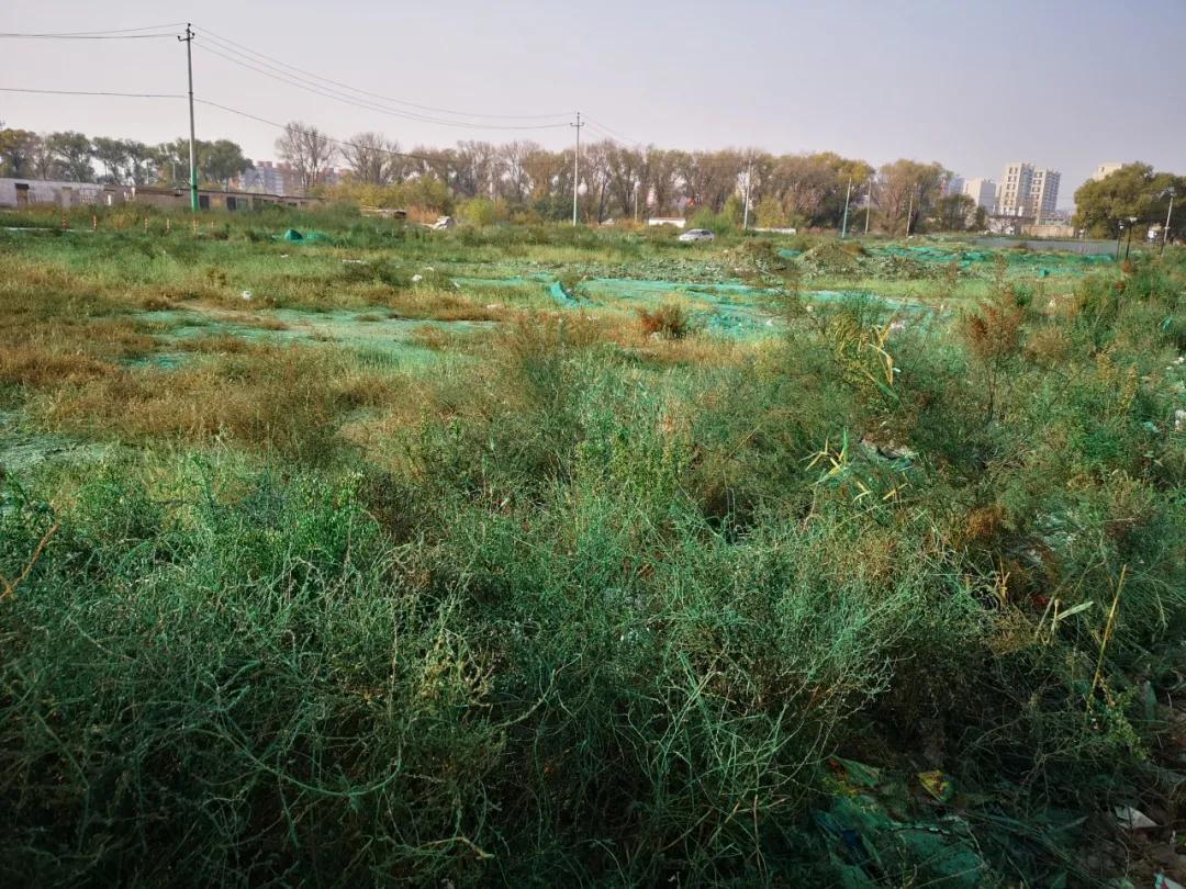 草坪准备种树引起了市民的质疑,绿草坪围挡造假