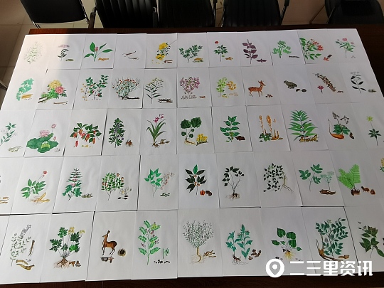 各种中药的画法,珍贵的中草药手绘图文