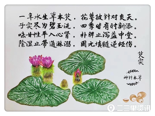 各种中药的画法,珍贵的中草药手绘图文