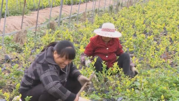 沭阳带动就业促民增收,沭阳县钱集发展