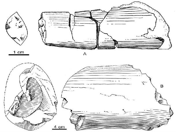 自贡恐龙历史简介,自贡恐龙科普